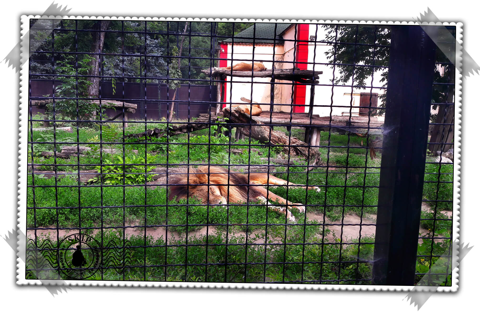 Palić Zoo Srbija Putovanja