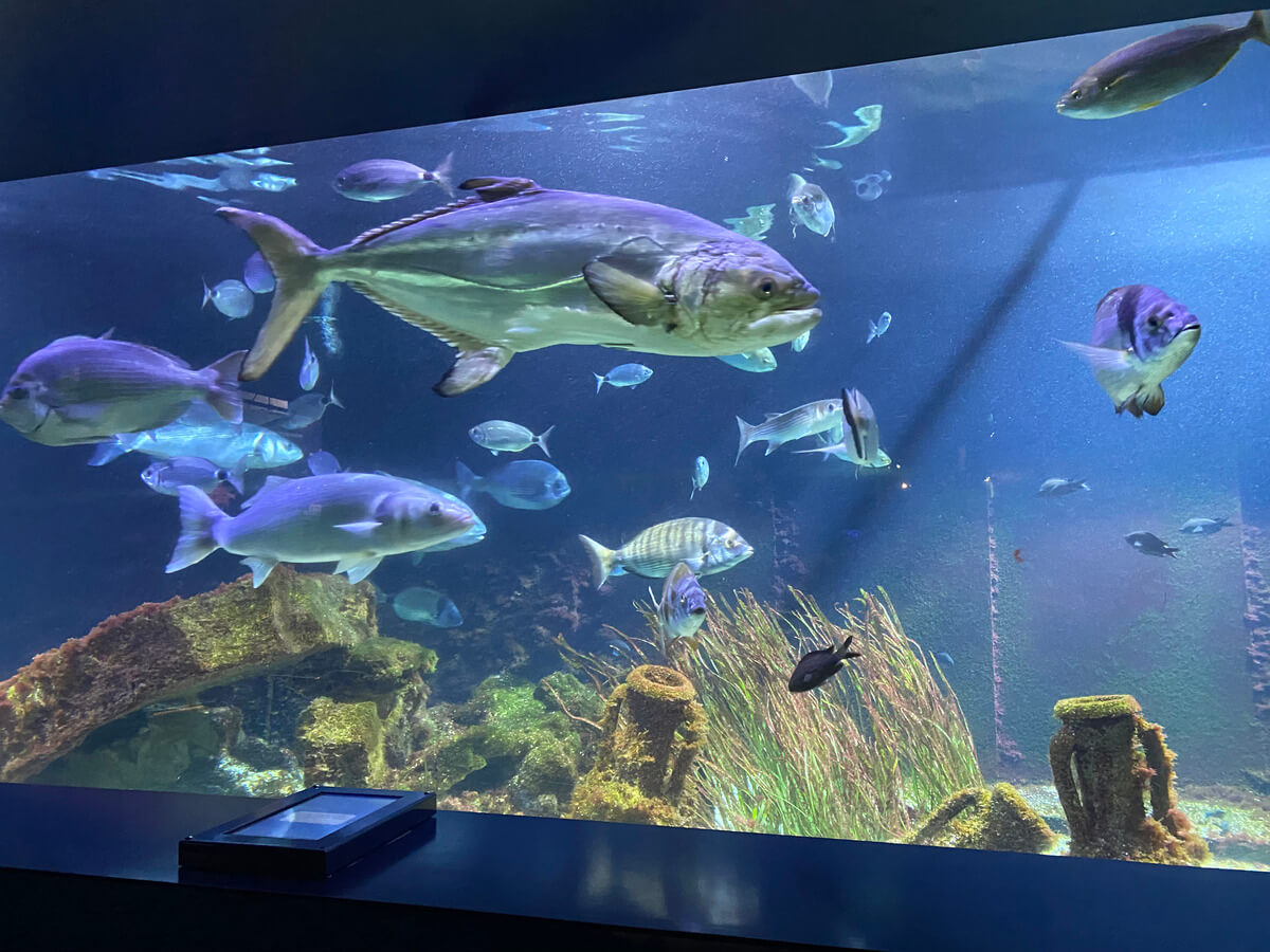 Oceanographic Museum Monaco Travel Blog