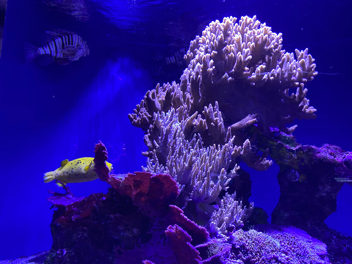 Oceanographic Museum Monaco Travel Blog