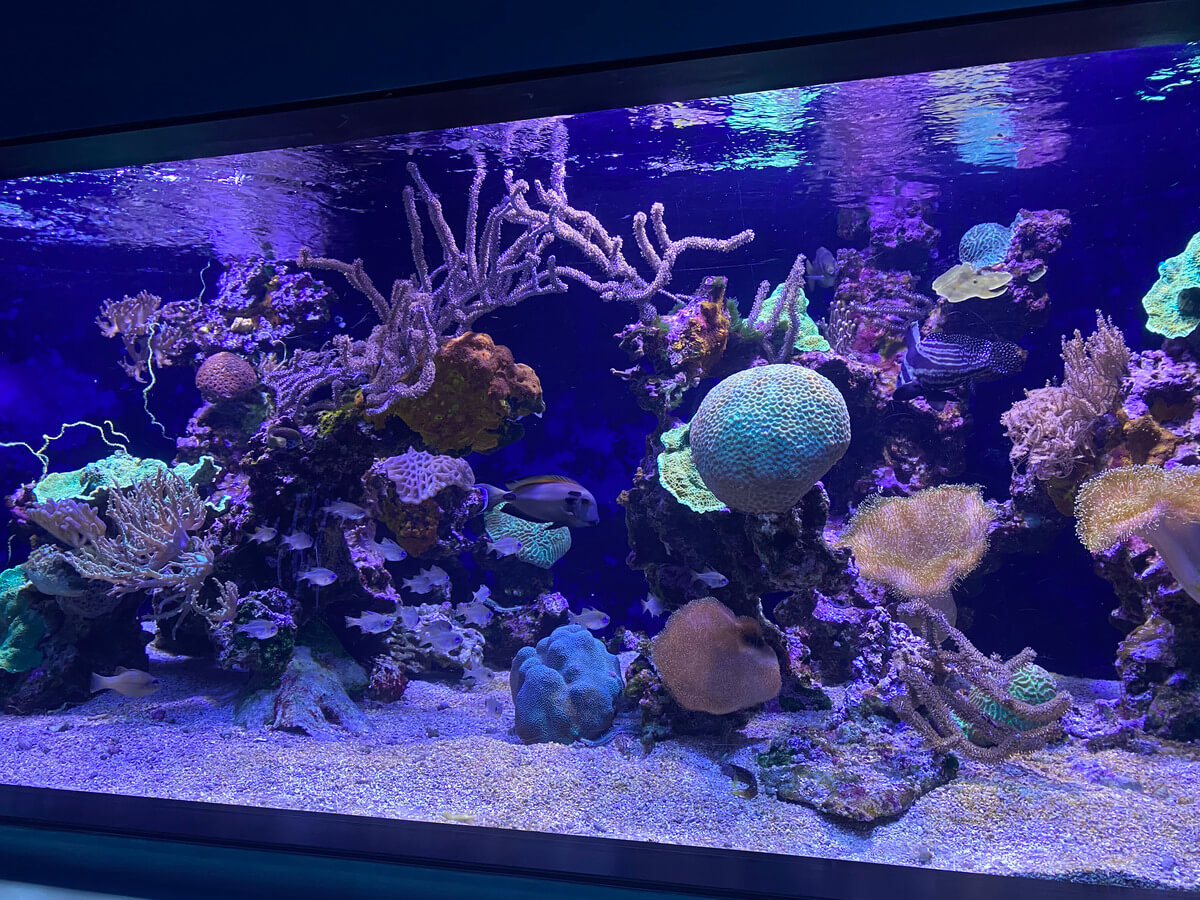 Oceanographic Museum Monaco Travel Blog