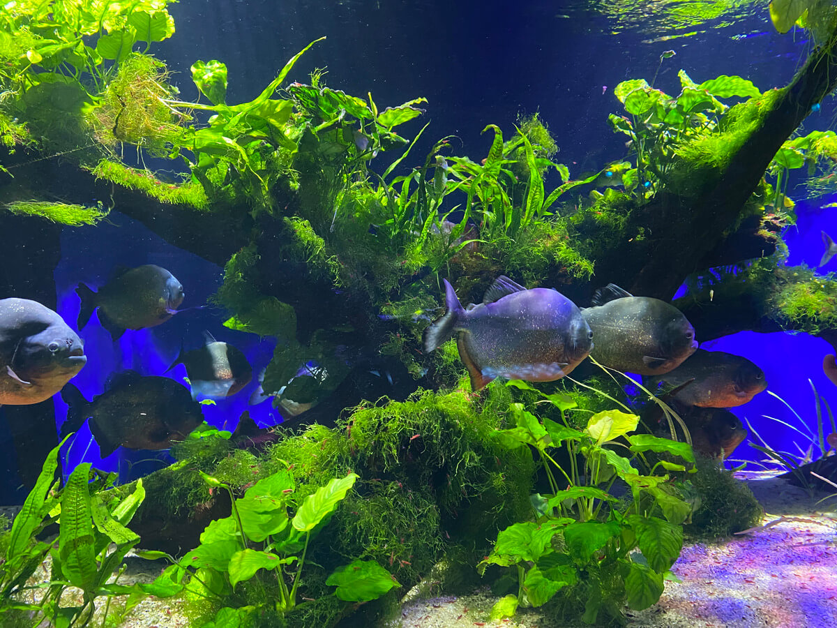 Oceanographic Museum Monaco Travel Blog