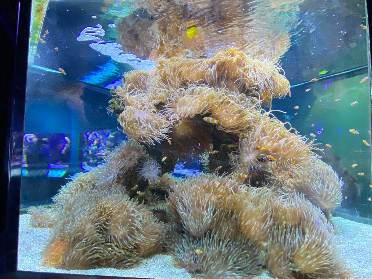 Oceanographic Museum Monaco Travel Blog